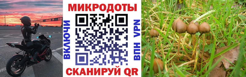 хочу   Александровск-Сахалинский  Псилоцибиновые грибы Psilocybe 